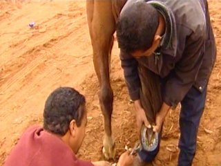 HERRAR CABALLO  LABRANZA